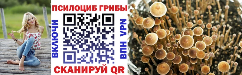 мориарти телеграм  Юрга  Галлюциногенные грибы Psilocybine cubensis 